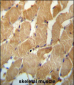 NDUFAF2 Antibody (Center)